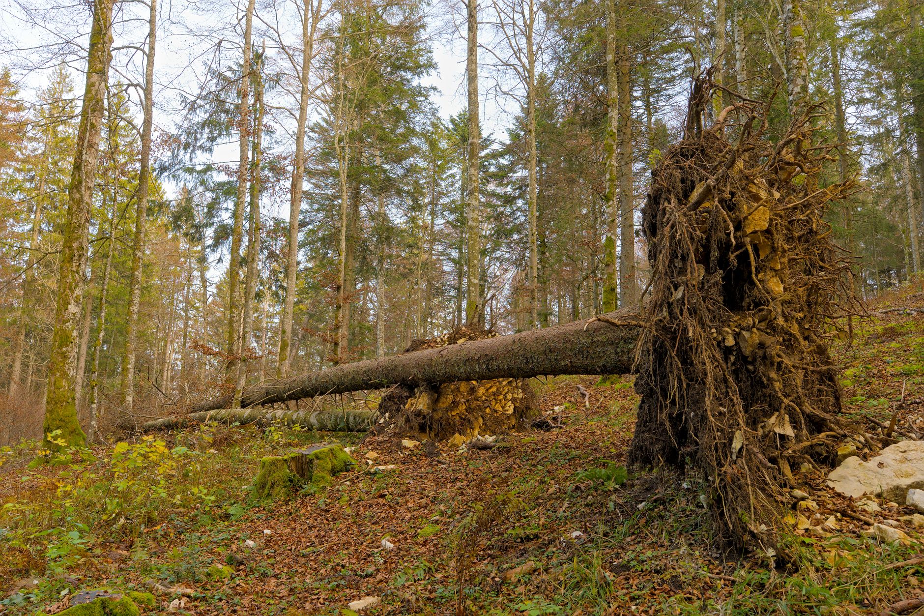 Enlèvement arbre urgence à Six-Fours-les-Plages
